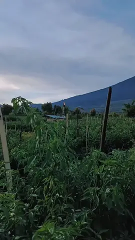 ✌️#petaniindonesia🇮🇩🇮🇩🇮🇩🌿🌿 #petanicabai #petanikerinci #fyppppppppppppppppppppppp #fyp 