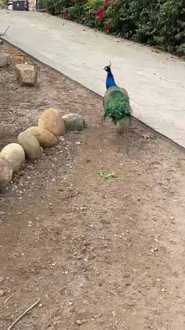 #😂 #chiste #pavoreal 