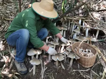 #เห็ดโคลนเห็ดปลวก🍄 