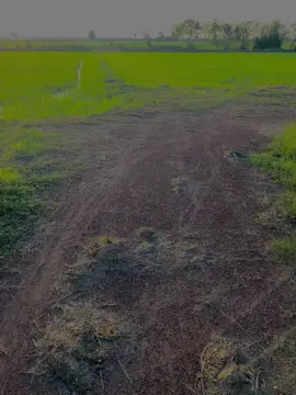 🌅🌾#วิวบ้านนอก🍃#fyp 