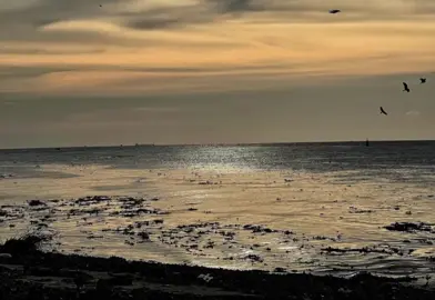 جاية في وقتها 🥀 #موسم_الذئاب #الجوكر #احمد_ناصر_الجوكر #راب_مصري #viral 