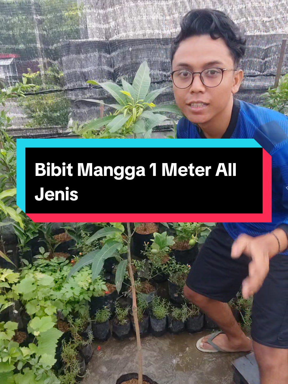 🌳 Bibit Mangga Okulasi Super Tinggi ±1 Meter! Bisa pilih varian: Madu, Irwin, Mahadir, Yuen, atau Kiojai 🍋 Tinggal tulis jenisnya di pesan opsional 😉👍🏻 Kualitas bibit super, harga Terjangkau🤩 Langsung cek keranjang kuning di kiri bawah ya 💛 #BibitMangga #ManggaSuper #BibitOkulasi #Mangga1meter        #EnergiKuatTiapLangkah 