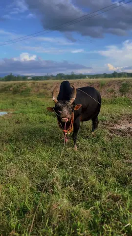 #โหนดมังคุดละมุดลําใย #โหนดผลไม้รวม #สนามซ้อมโคเจ้หนอมเขาวิเศษ 