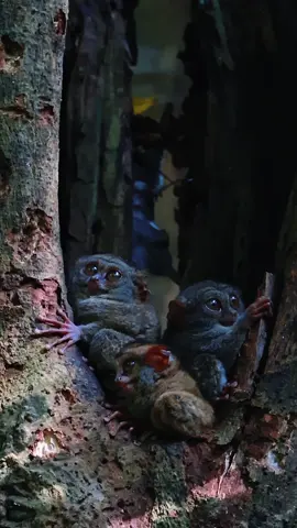 si tarsius sulawesi ❤️