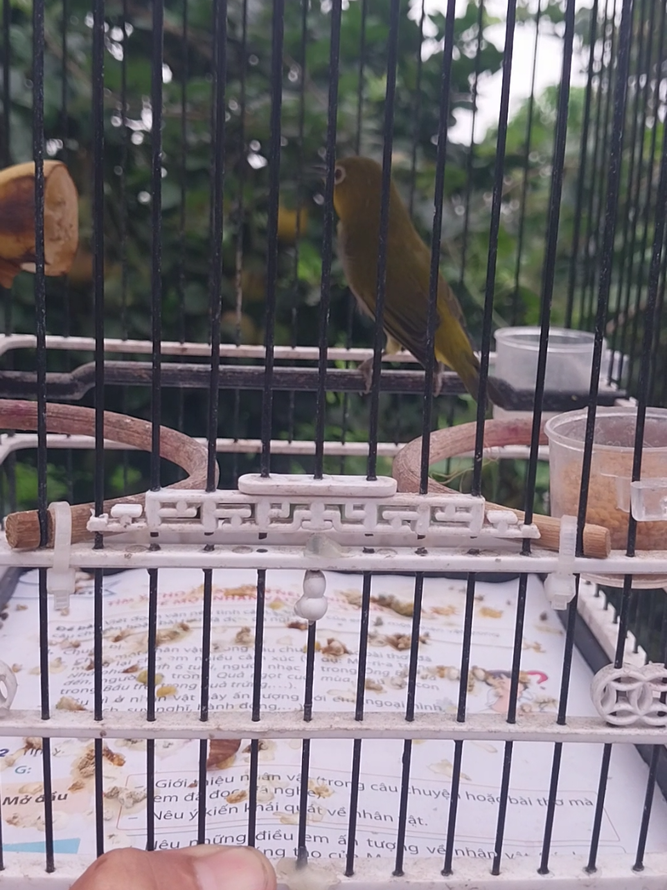 Chòe xanh của Dương#vanhkhuyenliu #chimchichoe #khuyenliuchoe 