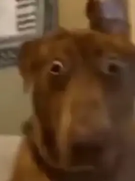 #perretv #shitpost #xdd #meme 