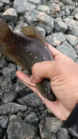 Mancing sepat siam lagi kita😁 #mancing#paunjunan#sepatsiam #fyp #antiboncos #spotrawa #promomakangajian 