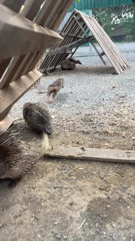 Cố gắng lên nào các bạn ơi #don #don_giống #nongtraiviet #chănnuôi 