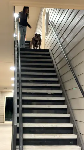 when you see your favorite human 😁 #fyp #trending  #bulldogsoftiktok #dogtok 