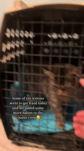 Link if you want to help us with these sweet babies! : https://www.amazon.com/registries/gl/guest-view/15TF85TZF44X6?ref_=cm_sw_r_apin_ggr-subnav-share_Q81DJ4AYBTX2BW6NR5R8&language=en-US #adoptakitten #fosterkittens #fyp #trending 