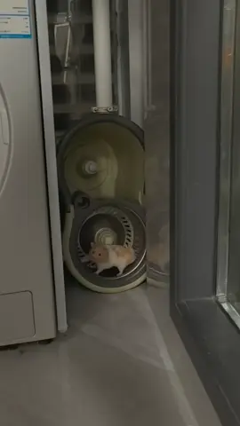 cái gì mình không có thì mình tạo ra 😂😂😂#hamsters #hamstersoftiktok #fyp #xuhuong 