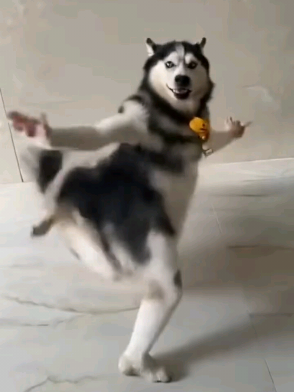 Husky Dance Daily  #husky #dance #daily 
