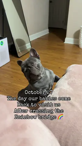 Doesn’t get easier.. I just try to keep busy. Miss you FURever 🪽🐾❤️