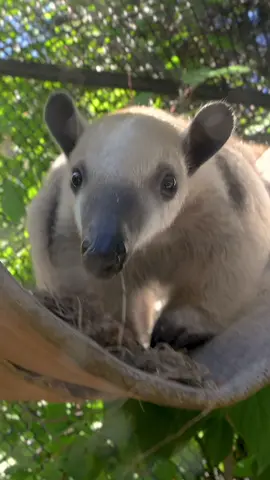 Say hello to Pippa, our newest Southern #tamandua! This one-year-old is settling in behind the scenes and learning from her care team before joining Gonzo in Wild Wonders shows and encounters. 💛 Southern #tamanduas are a type of anteater native to South America and are semi-arboreal creatures, meaning they thrive both on the ground and in the trees. Their prehensile tails help them navigate the forest canopy, offering balance and support as they climb in their native habitats.