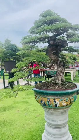 Lão me bonsai duyên dáng quá #bonsai #me #mebonsai #triểnlãm #trending  @Bonsai Xuân Cường 🇻🇳 