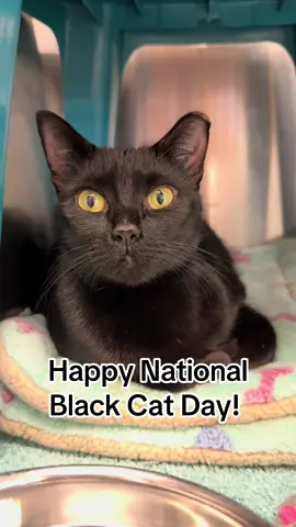 Happy National Black Cat Day! Let’s celebrate one of the most misunderstood felines out there. These sweet babies are just as loving as any other kitties and deserve to be celebrated just as much! Happy National Black Cat Day!!! 🐈‍⬛🐈‍⬛🐈‍⬛ We will be holding walk-in adoptions at the Kennesaw location. We will be there Wednesday, Thursday and Friday from 4-8pm, Saturday 11am-5pm, and Sunday 12-5pm!  Our Hiram location will have adoption appointments available upon request and walk-in adoptions on Wednesday from 4-8pm, Saturday from 11am-5pm and Sunday 12-5pm!  Kitty Angel Rescue is a non-profit rescue that relies on the help of our community to support our mission of reducing the amount of cats in local animal controls. If you would like to help, please consider donating to our cause. Our link is in the bio, and our website is www.kittyangelrescue.org! Any amount helps. Thank you so incredibly much! ❤️ 💌 Cashapp: $kittyangelrescue  #kitty #blackcat #adoptdontshop #kittyangelrescue #cat 