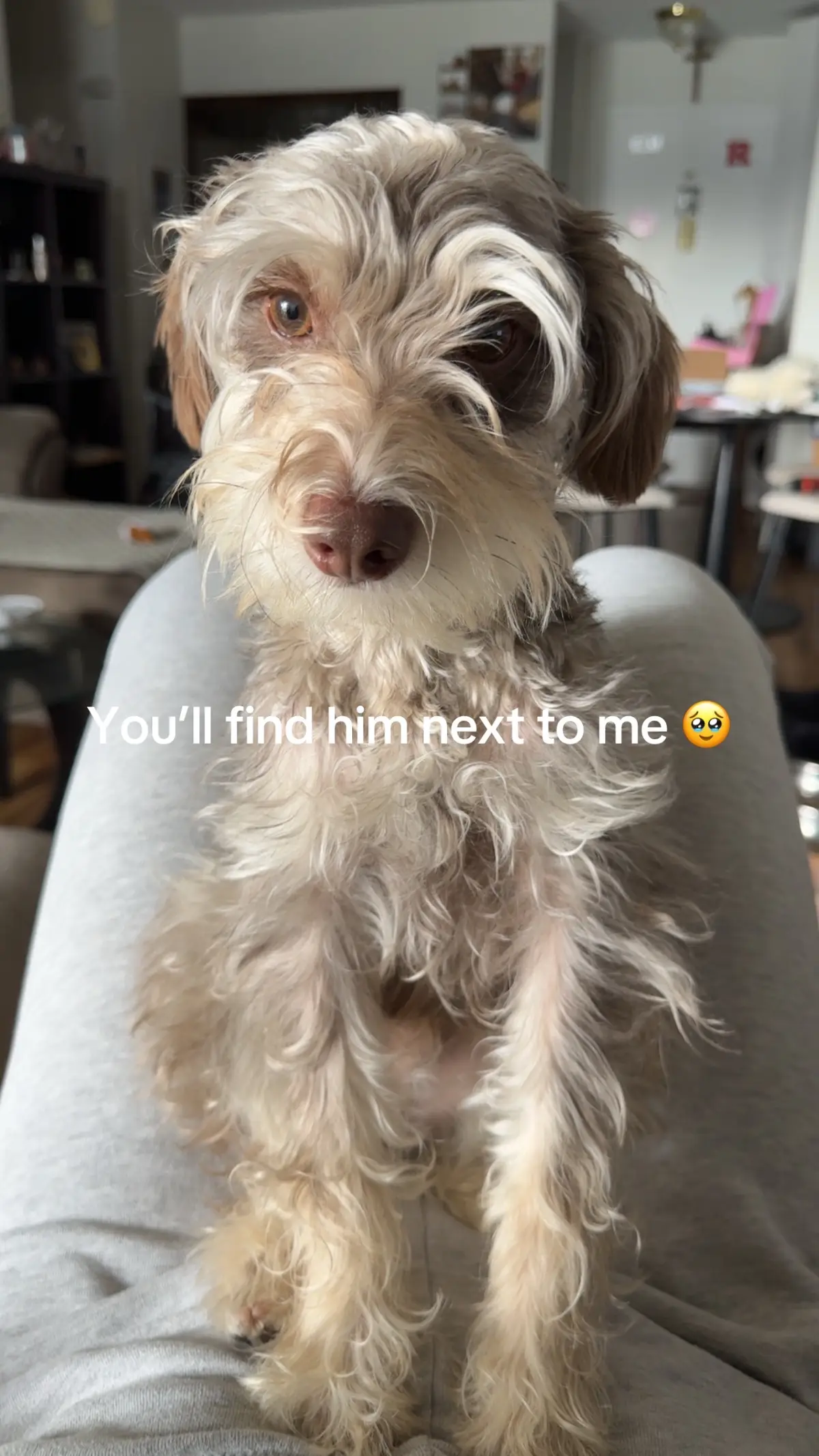 Attached is an understatement, I luuuuv my little bby 🤍 Could’ve added 1000+ pictures 😂 #minischnauzer #velcrodog #dogsoftiktok #dogmom 