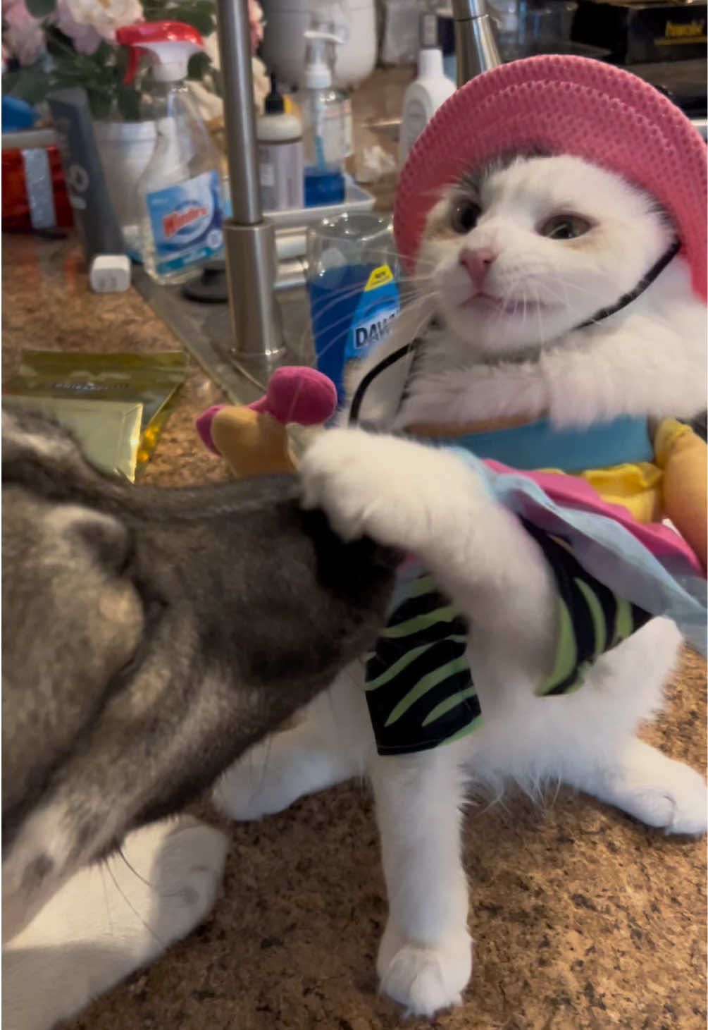 Throwback 🤣 #cowboy #cat #catcostume 