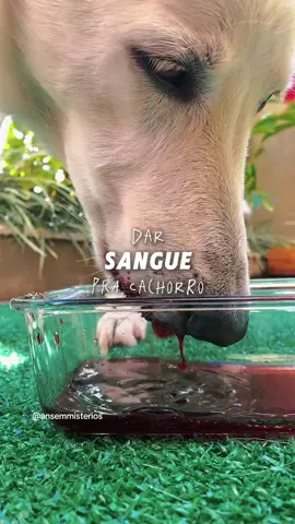 Sangue da carne para cachorro - mioglobina #alimentacaonatural #maedepet #dicapet #cachorros #tiktokpets 