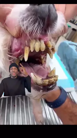 Her breath and teeth are so much better after just a month! #dogcare #dogdentalcare #dogdental #dogsupplements #doghealth 