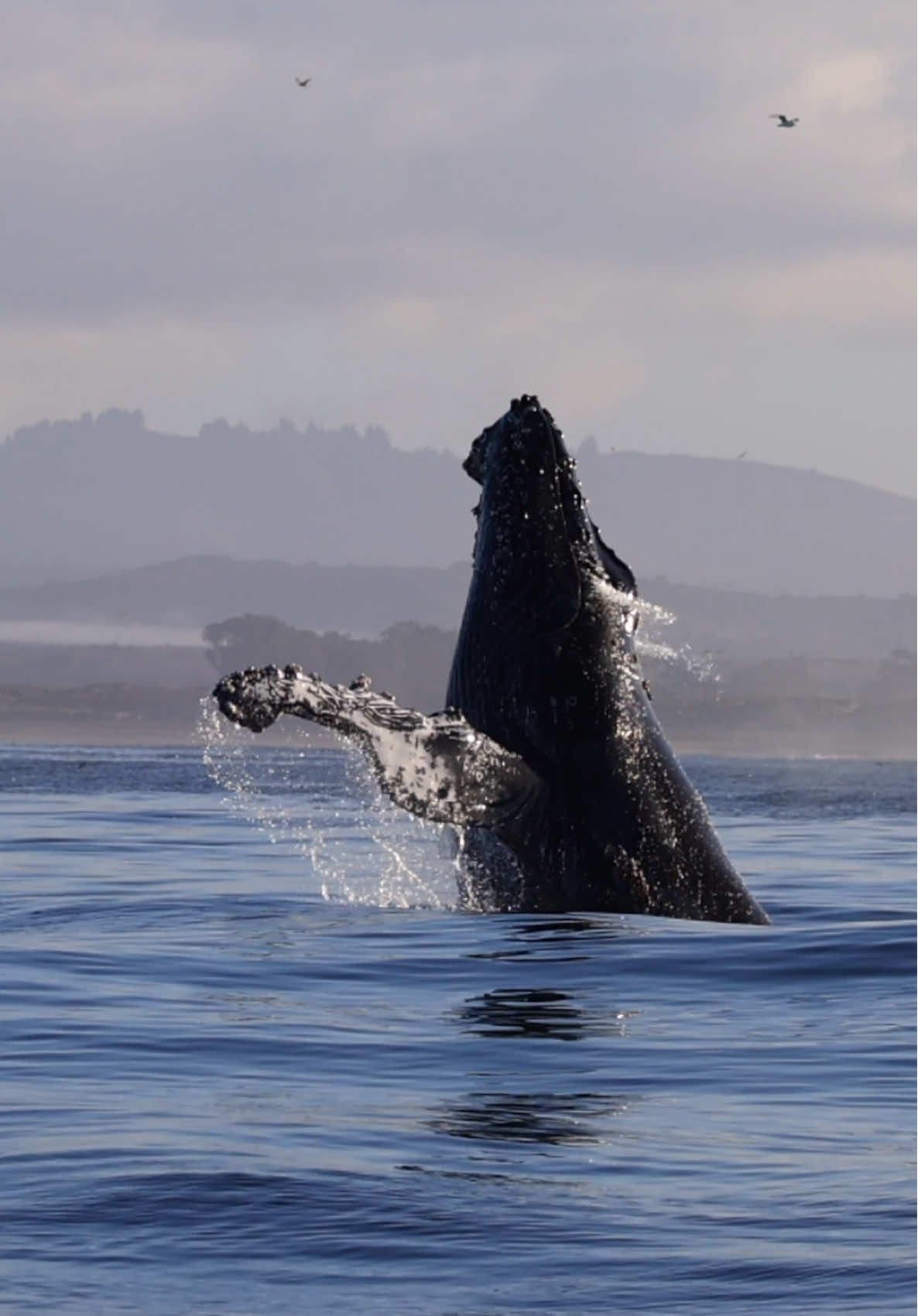 Ruffles is one of the most entertaining Humpbacks we’ve ever seen. We’ve had several awesome celebrity whales here over the years and this one keeps us coming back for more. If you haven’t seen this whale and all his buddies, you gotta check em out.  🐳Book now using link in bio🎉 #whalewatching #celeb #jump #iphone #fly          