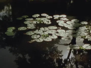 more lilypads, water lilies. studies in green. super 8, 8mm film kodak 50D