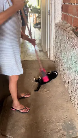 ela se jogou em cima da sujeira só para ser varrida 😂😂😂 #gatostiktok #engraçados #memes #gatosgraciosos ##