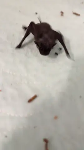 Bat zoomies. It’s the tiny tippy tappies that made our day ❤️🦇 #bats #halloween #wildliferehab #cuteanimals 