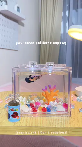 pov: cewe pelihara cupang ⋆𐙚 ̊. Gemesh bgt! 😍  #aquarium #aquariummini #cupang #cupanghiasindonesia #cupangbluerim 