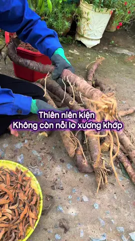 Không còn lỗi lo về xương khớp#baithuocdangian #thaoduocdantoc #lieulaocai #baithuocgiatruyen #baithuochay #thaoduocthiennhien #cayxauho #thiennienkien #thoatvidiadem #thaoduocxuongkhop #tebichantay #thiennienkienkho #viemkhop #dauthankinhtoa #gaidoicotsong #caycoxuoc 