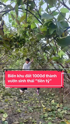 Sau 3 năm farm Nấm Tam Đảo đã có một vườn dâu nhật siêu trái. Siêu ngọt và cực hấp dẫn#xuhuongtiktok #trainghiem #farmnamtamdao @Đông trùng hạ thảo Tam Đảo 