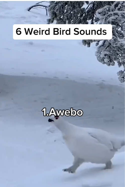 6 weird bird sounds #bird #wildlife  #birdlover #birdsounds #weirdbirds