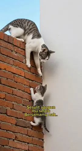 NALURI IBU TAK TEGA ANAKNYA DALAM KESULITAN #kontenhiburan😻🎊🎈🎭 