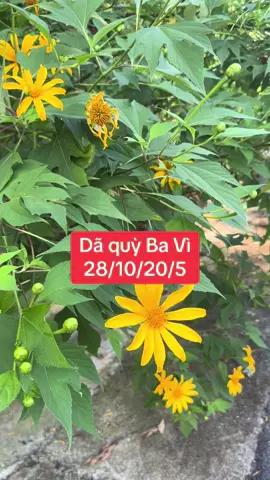 28/10/25 nay các bạn được nắng xinh quá! #bavi #vuonquocgiabavi #hoadaquy 