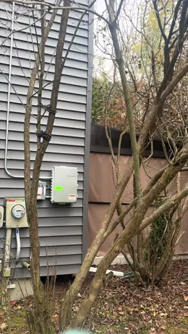 How is this lilac still alive? They usually only last 2-3 weeks in the Spring which ended in May! #fyp  #lilac  #MomsofTikTok  #survival 