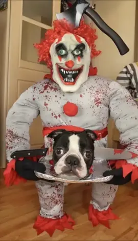 Insane Dog Halloween Costumes 2025 #dog #funny #halloween #fyp 