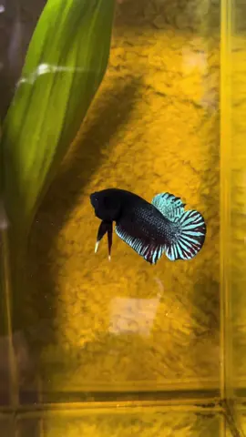 #สวนผักตบชวา #จารย์ต๋องจัดให้ 