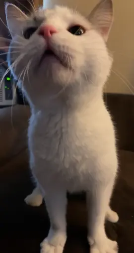 The smartest handsomest man  #wobblycat #cerebellarhypoplasiacats #catsoftiktok #cute #cerebellarhypoplasia 