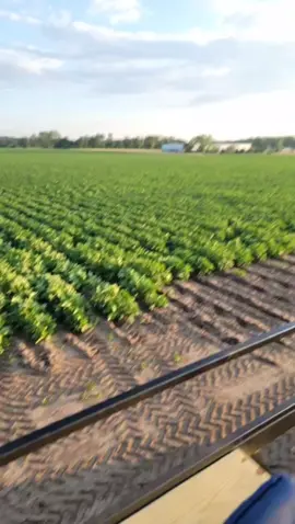 These cool days have me missing summer already. It went by in a blink.  #spuds 