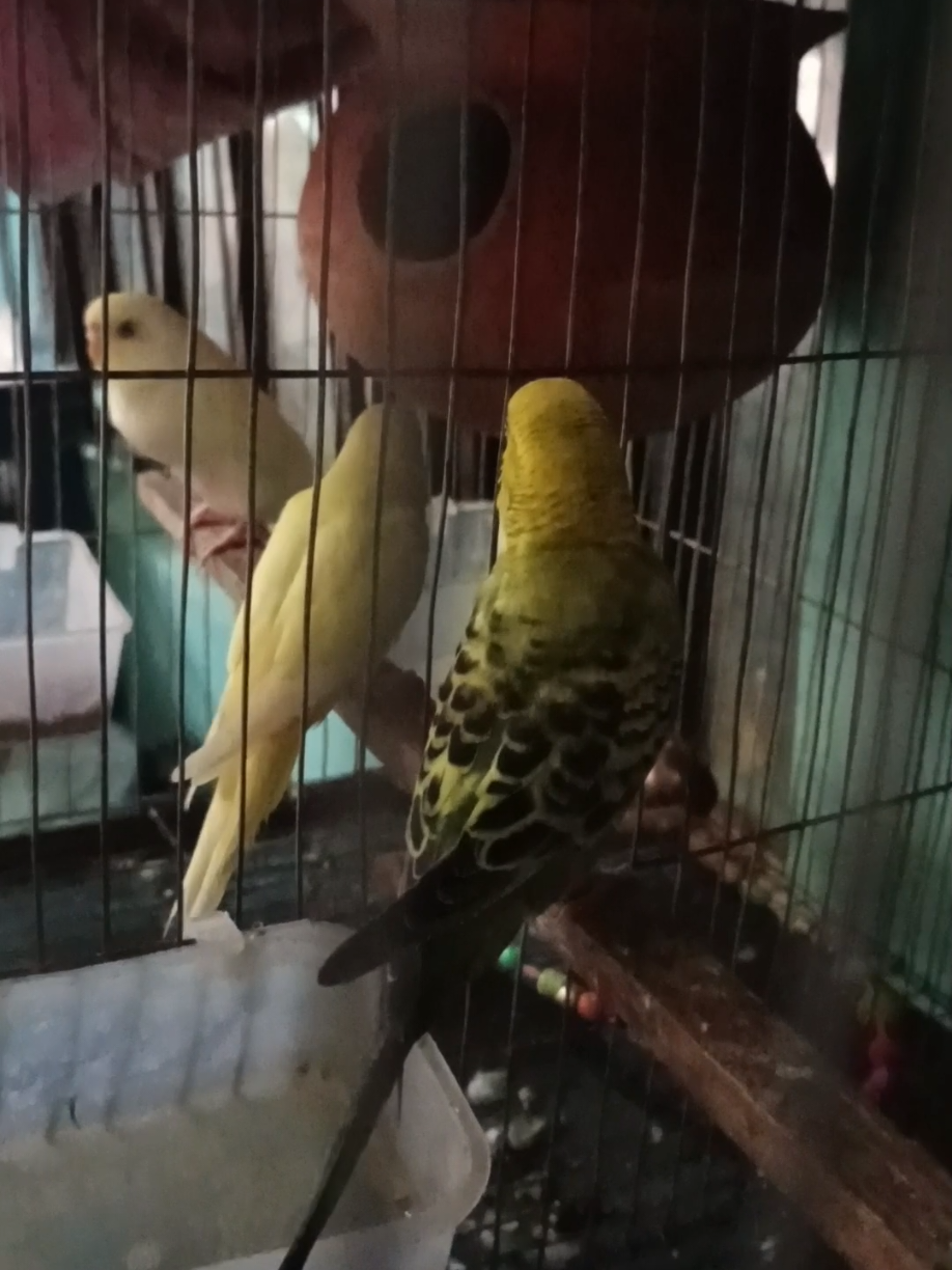 পাখির ডাকে ঘুম ভেঙে যায়। #viralreels #trending #viralvideo #viralpage #bird 