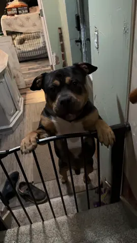 @Brian Pickering @BigTrav1996 #calamityhollowoutlaw #pickeringmotorsports #legendarylevi #americanbully #dog 