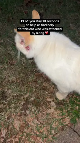 Injured cat attacked by dog ❤️‍🩹 please help us help him he needs vet care immediately if you would like to sponsor his care please message me right away 🙏🙏 #catsoftiktok #injuredcat #straycat #fyp #donate 