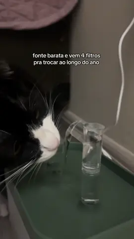 #gatostiktok 