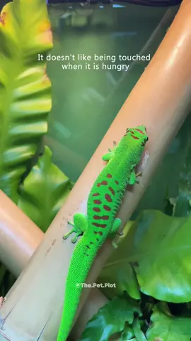 This gecko has main character energy 🦎👑#gecko #geckosoftiktok #fyp #usa🇺🇸 #funnyanimals 