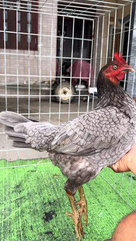 Nhất xám khô nhì ô ướt nha ae🥰.#gà_chọi_việt_nam 