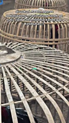 #CapCut #promomakangajian #ayambangkokindinesia #peternakindonesia #peternakmuda 