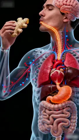 What happens to the human body after eating ginger?🫚 #humanbody #anatomy #health #sciencetok #aiart 