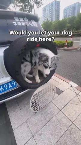 This doggy car cage should be illegal everywhere…🤬😅 #JamesAndreJeffersonJr