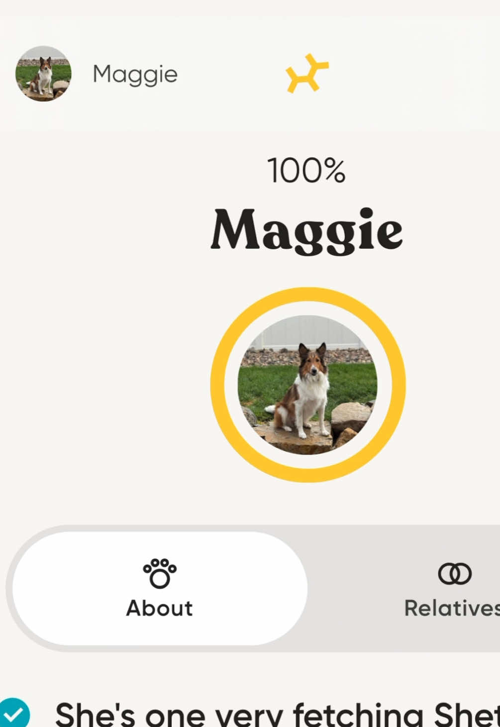 Today is the day! Thanks for partnering with us @Embark Vet - it was really fun discovering Maggie’s Breed & Health information.  #embarkvet #dogdnakit #dogsoftiktok #dnareveal #dog