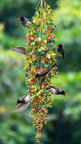 burung4892 #wallpapervideo #videobackground #livewallpaper #foryou #4kwallpaper